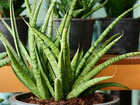 sanseveria geraardsbergen|Sanseveria 